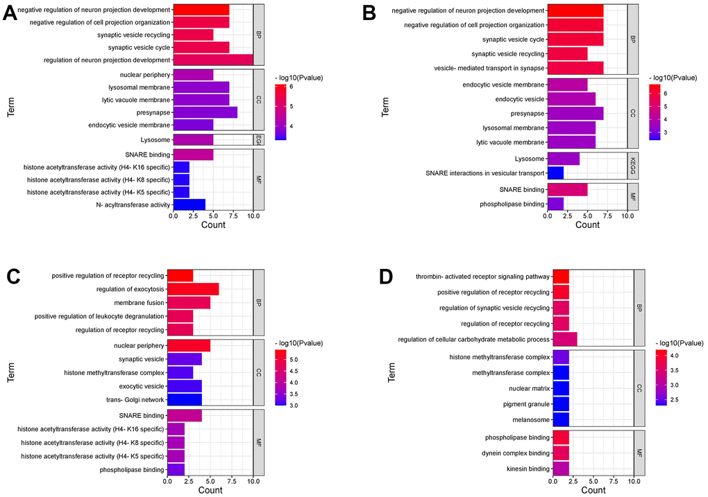 GO and KEGG pathway enrichment analyses. (A) GO and KEGG pathways are statistically significant of 95 genes associated with PD risk in TWAS. (B) GO and KEGG pathways are statistically significant of 79 genes associated with PD risk (TWAS) in fourteen tissues of central nervous systems. (C) GO pathways are statistically significant of 59 genes associated with PD risk (TWAS) in seven digestive system tissues. (D) GO pathways are statistically significant of 26 genes associated with PD risk (TWAS) in the whole blood. BP, biological processes; MF, molecular functions; CC, cellular components.