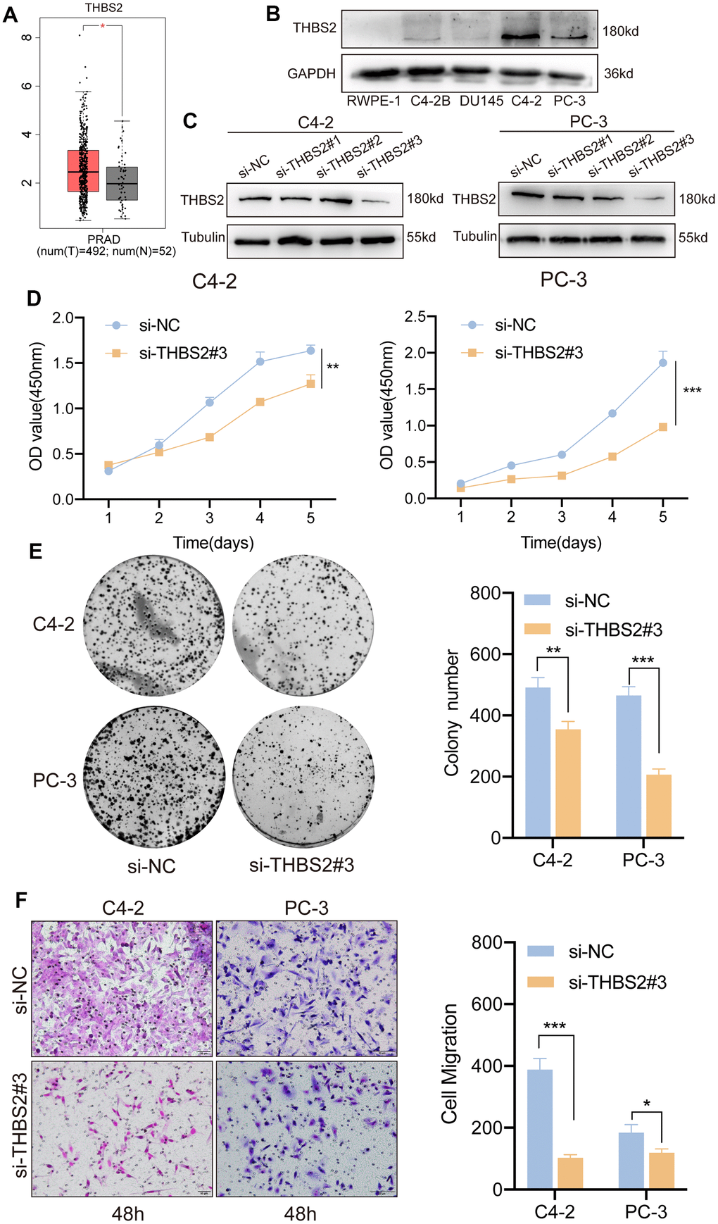 Inhibition of THBS2 affects the proliferation and migration of PCa cells in vitro. (A) The expression of THBS2 in TCGA PCa tumor tissues (n = 492) and the normal (n = 52). (B) Protein expression of THBS2 in the normal prostate epithelial cell line (RWPE-1) and PCa cell lines (C4-2B, DU145, C4-2 and PC-3). (C) Western blotting showing THBS2 siRNA knockdown compared to control siRNA treatment. (D) CCK-8 assay showed that THBS2 knockdown inhibited C4-2 and PC-3 cell proliferation. (E) The colony formation assay showed that THBS2 knockdown inhibited C4-2 and PC-3 colony formation. The graph on the right shows the colony numbers from 3 independent experiments. (F) Transwell assays showed that THBS2 knockdown inhibited C4-2 and PC-3 cell migration (Scale bar, 50 μm). The graph on the right shows the migrated cells from 3 independent experiments. All data are presented as the mean ± SD, *p p p 