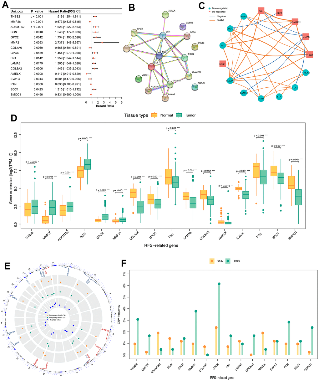 Identification of prognosis related DE-BMGs in PCa. (A) Forest map of 16 RFS related DE-BMGs in TCGA-PRAD dataset. (B) PPI network of 16 RFS related DE-BMGs. (C) Co-expression network of 16 RFS related DE-BMGs. (D) Expression of 16 RFS related DE-BMGs in PCa and normal tissues. (E, F) Chromosome location and CNV alteration frequency of 16 RFS related DE-BMGs. Copy number amplification, yellow dot; Copy number deletion, green dot. RFS: Recurrence free survival. *p p p 
