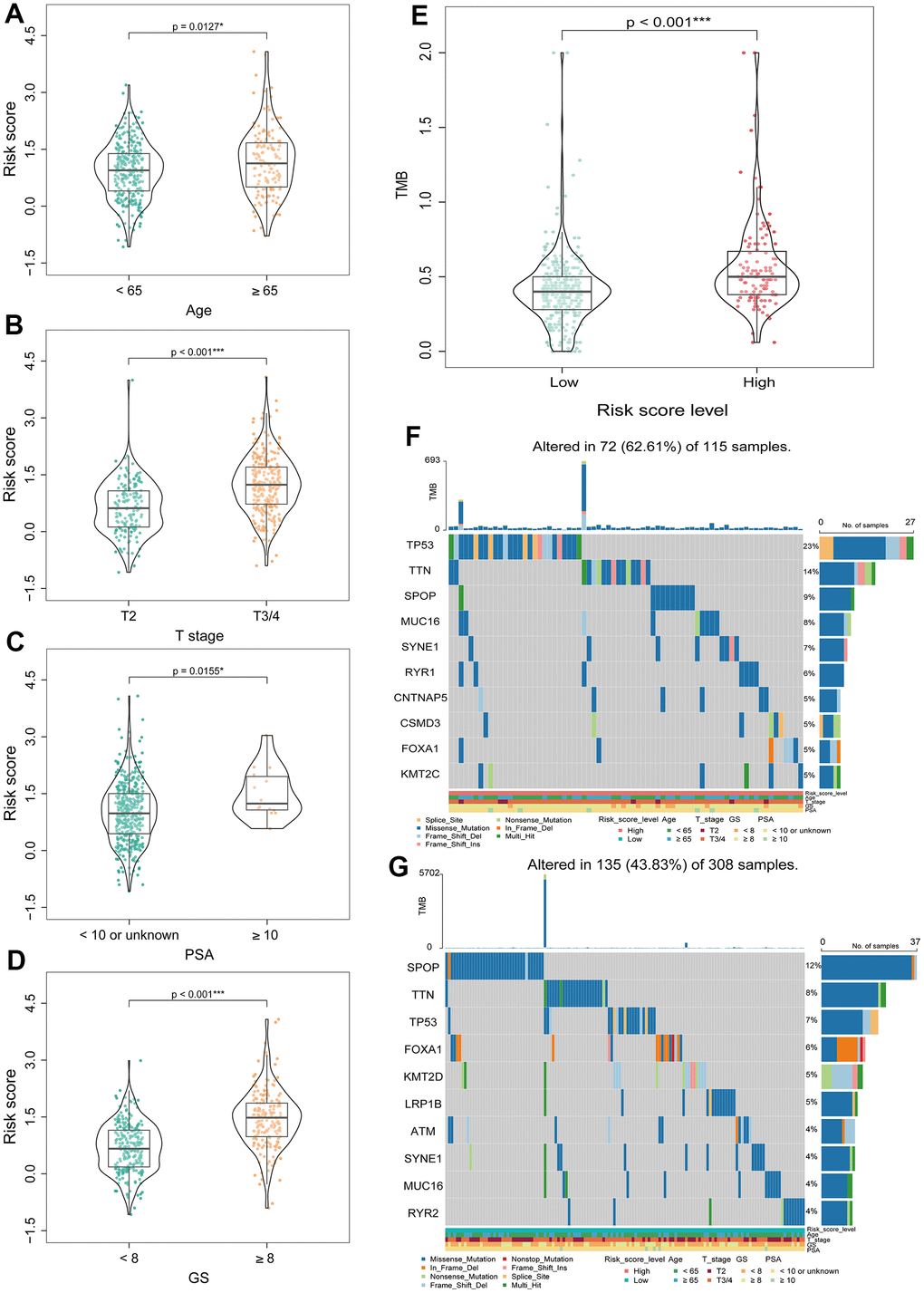 Correlation analysis between BMRS and clinicopathological characteristics of patients with PCa. (A–D) Comparison of differences in BMRS between patients with different Age, T stage, PSA and Gleason score subgroups. (E) Analysis of the differences in TMB between the two risk groups. (F) Waterfall plot of the top 10 mutated genes in the high-risk group. (G) Waterfall plot of the top 10 mutated genes in the low-risk group. * p p p 