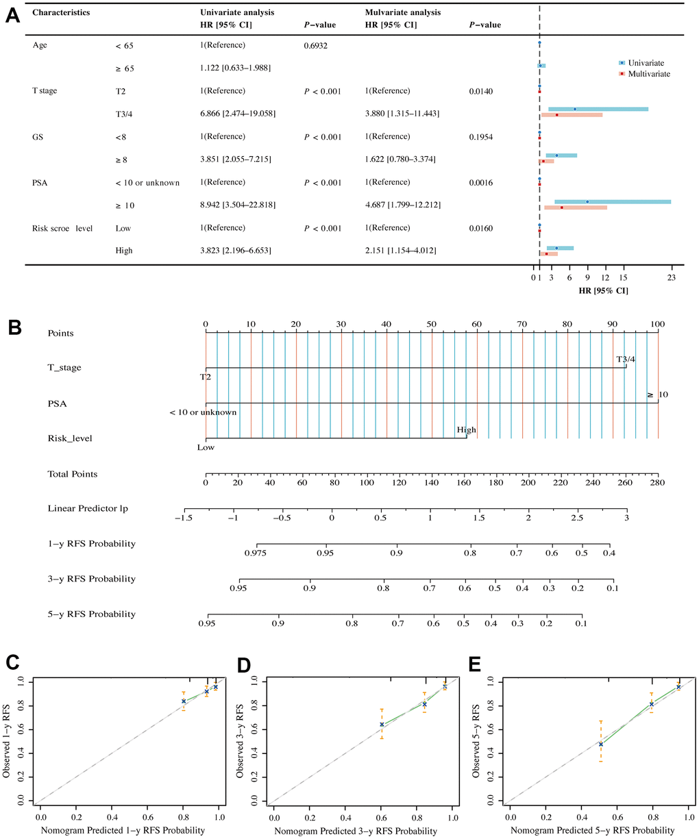 Assessment of independent prognostic value of BMRM and construction of a nomogram in PCa patients. (A) Univariate and multivariate Cox regression analysis of BMRS groupings and clinicopathological parameters in the TCGA training cohort. (B) Prediction of 1-, 3- and 5-year RFS for patients in the TCGA-PRAD dataset using the nomogram constructed by BMRS combined with clinicopathological parameters. (C–E) Calibration curves used to describe the agreement between the 1-, 3- and 5-year RFS predicted by the nomogram and the actual RFS of PCa patients.