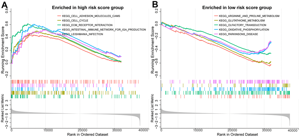 Potential biological mechanisms for prognostic analysis of BMRM. (A) GSEA analysis reveals the enriched KEGG pathways in the high-risk group. (B) GSEA analysis reveals the enriched KEGG pathways in the low-risk group.