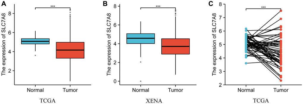 The expression level of SLC7A8 in LUAD based on TPM data from TCGA and Xena. (A) TPM data of unpaired tissues from TCGA. (B) TPM data of unpaired tissues from Xena. (C) TPM data of paired tissues from TCGA. Abbreviations: LUAD: lung adenocarcinoma; TCGA: The Cancer Genome Atlas; TPM: transcripts per million.