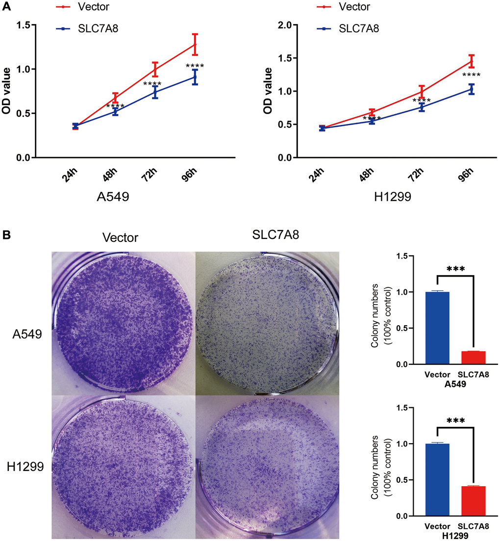 (A) Cell proliferation in the SLC7A8-overexpressing group was demonstrated using the CCK-8 assays. (B) Cell proliferation in the SLC7A8-overexpressing group was demonstrated using and colony forming assays. Abbreviation: CCK-8: Cell Counting Kit-8.