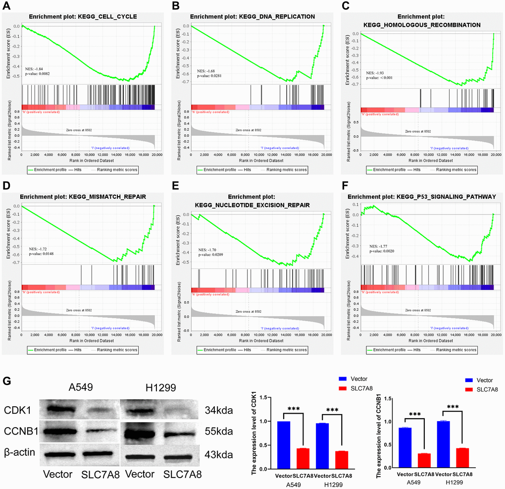 Mechanisms associated with SLC7A8. (A–F) Mechanisms associated with SLC7A8 were explored using GSEA. (G) The expression levels of the cell cycle proteins CDK1 and CCNB1. Abbreviations: GSEA: Gene Set Enrichment Analysis; CDK1: cyclin-dependent kinase-1; CCNB1: cyclin B1.