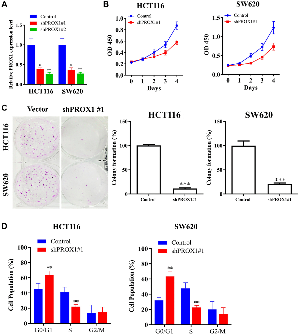 Effect of PROX1 knockdown on CRC malignant phenotype. (A) The mRNA expression level of PROX1 after shRNA transfection was evaluated by RT-PCR. (B) CCK-8 assay of sh-NC and PROX1 shRNA #1- transfected in HCT116 and SW 620 cells. (C) Colony formation assay analysis for the inhibitory effect of PROX1 knockdown on HCT116 and SW 620 cell migration. (D) Flow cytometry analysis of cell cycle phases distribution of HCT116 and SW 620 cells following the PROX1-shRNA infection. The experiments were performed thrice, and the data are presented as the mean ± standard deviation. *P **P 