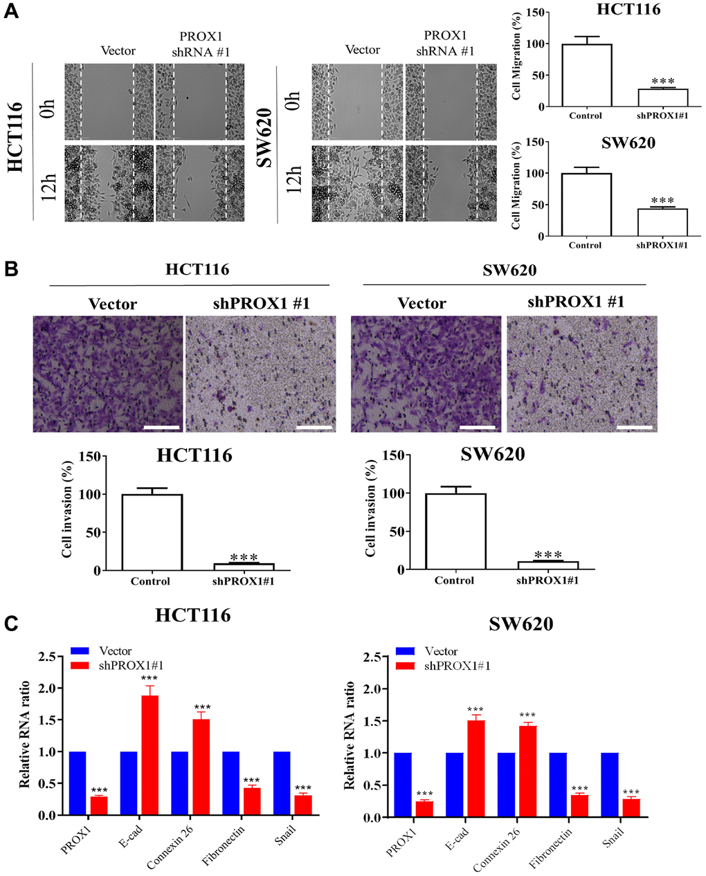 PROX1 knockdown reduces the migration and invasiveness of SW620 and HCT116 cells. (A) Wound healing assay for the inhibitory effect of PROX1 knockdown on HCT116 and SW620 cell migration. Cell migration into the wounded area was quantified based on the dashed line as time 0. Images were taken immediately after scratching, 0 h and 16 h later. Original magnification, ×200. Transwell invasion assay shows the invasive ability of (B) HCT116 and SW-620, significantly suppressed in PROX1 shRNA-infected cells. (C) RT-PCR shows PROX1 knockdown suppressed transcript expression of Fibronectin and Snail while upregulating E-cadherin and Connexin 26. GAPDH is used as an internal control. Data are presented as mean ± SEM. *p **p ***P 
