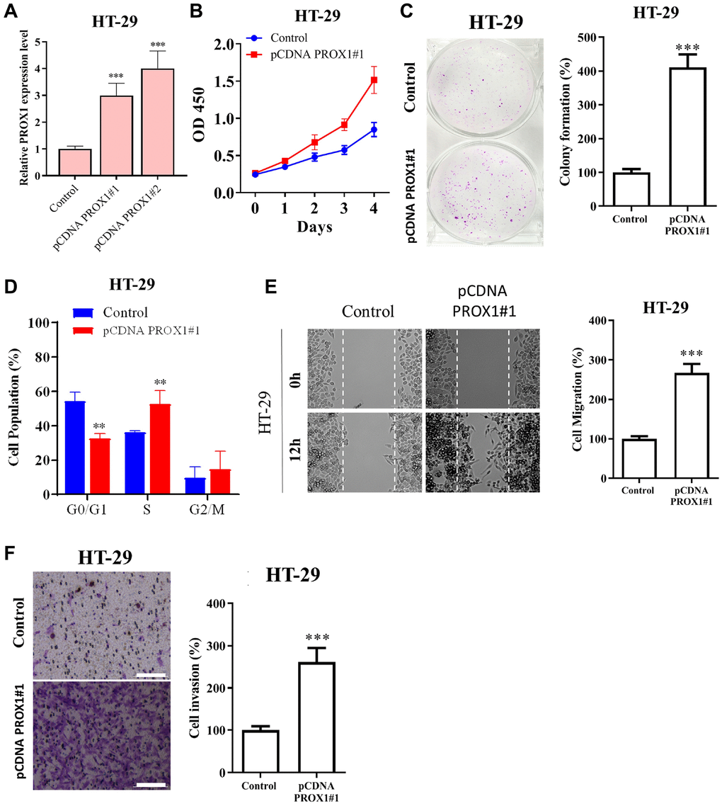 PROX1 overexpression promotes the growth, migration, and invasion of colon adenocarcinoma cells. HT-29 cells were transfected with either the pcDNA-PROX1 overexpressing vector or empty vector control. (A) RT-qPCR and (B) proliferation and (C) colony formation capability were estimated by CCK-8 and colony formation assays, respectively. (D) Flow cytometry showed the distribution of pcDNA-PROX1-transfected HT-29 cells in the G1, S, and G2/M phases of the cell cycle. (E) Cell migration ability was assessed by wound healing and (F) Invasion was assessed by the Transwell invasion assay in pcDNA-PROX1-transfected HT-29 cells and control cells. Magnification, ×100. Scale bar, 100 μm. The experiments were performed three times, and the data are presented as the mean ± standard deviation. *P **P 