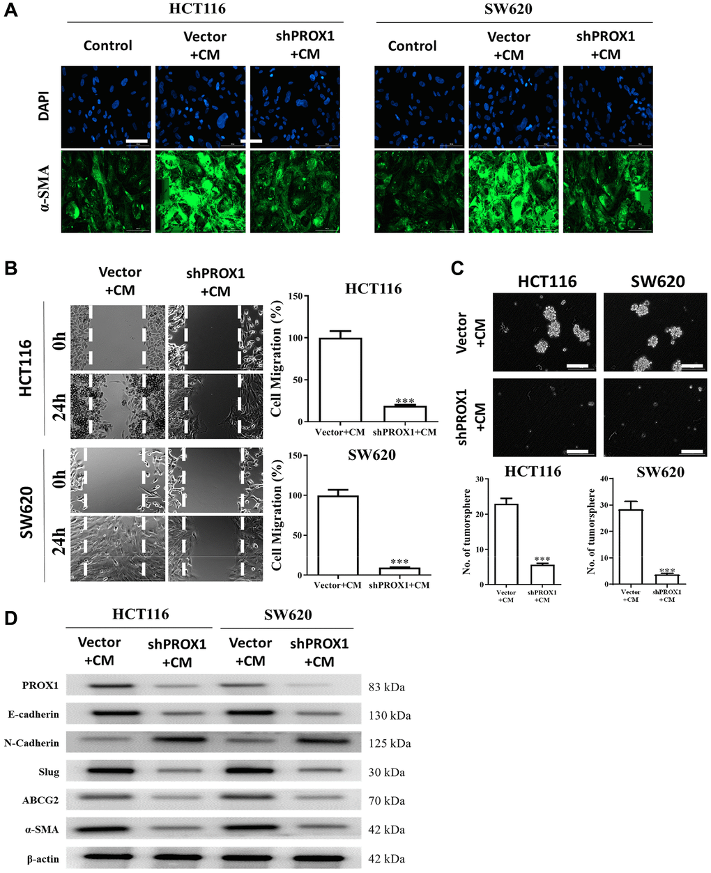 PROX1 inhibition prevented cancer-associated fibroblast (CAF) transformation. (A) Representative immunofluorescence images of CAFs transformed by PROX1 inhibition in HCT116 and SW620 cells. Reduced expression of alpha-smooth muscle actin (α-SMA) was observed. PROX1-inhibited cells in the presence of condition medium (CM) showed reduced migratory (B) and tumor sphere-generating abilities (C). (D) Western blot analysis demonstrated the expressions of the oncogenic markers, stemness markers, CAFs markers (α-SMA), and PROX1, in PROX1-inhibited and control samples under the influence of CM. *p **p ***p 