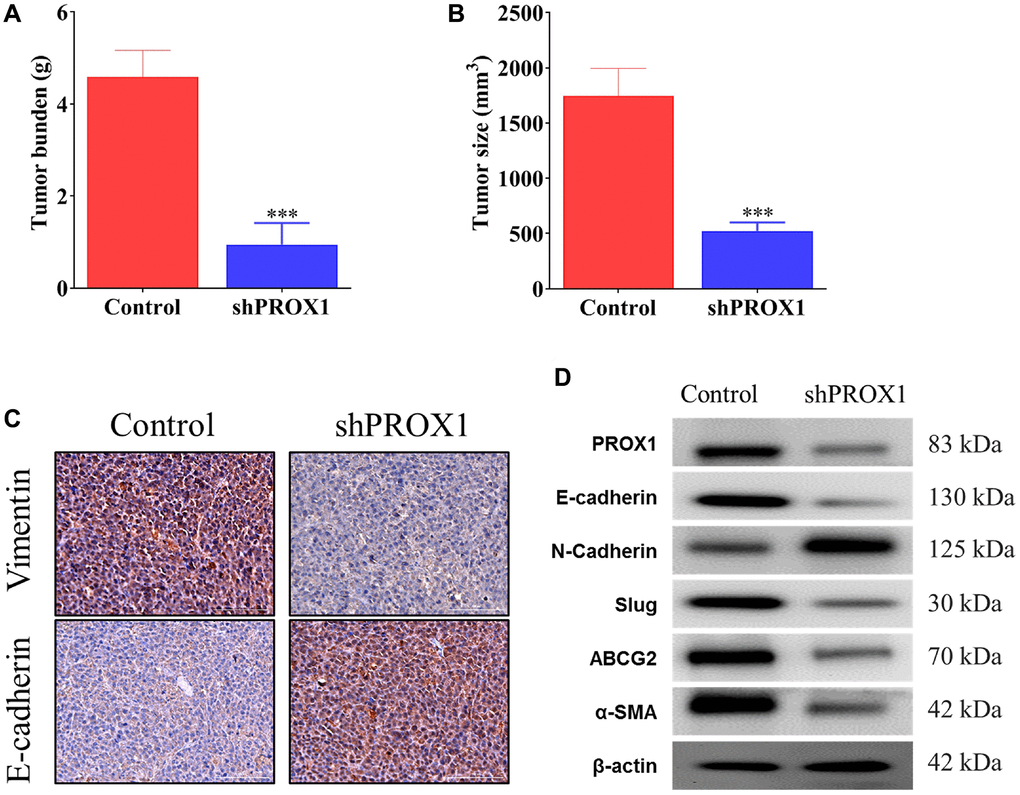 PROX1 knockdown inhibits xenograft tumor growth in nude mice. PROX1 knockdown reduced HCT116 cell-derived xenograft tumor growth in nude mice (n = 5). (A) Statistical comparison of differences in tumor weights and (B) Tumor size between the sh-NC (Control) and PROX1-shRNA#1 group. Growth curve of HCT116 xenograft tumors monitored in the sh-NC and PROX1-shRNA#1 group. (C) Immunohistochemistry analysis of epithelial-mesenchymal transition (EMT) marker expression (magnification, ×400; scale bar, 50 μm) in xenograft tumor tissues in the sh-NC and shRNA-PROX1#1 group. (D) Western blot analysis of PROX1 expression in tumor tissue samples together with other key markers associated with the EMT process and resistance. β-actin is the loading control. The data are presented as the mean ± standard deviation. *P **P 