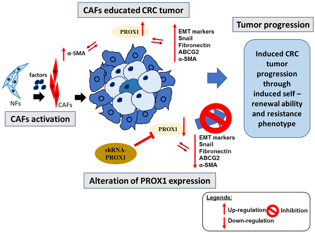 Overall summary of our study. CAFs educated CRC cells under the modulation of the expression of PROXA1 results in induced invasive, tumor progression and resistance properties. Furthermore, the reversal of aforementioned properties was observed after the shRNA-PROXA1 mediated inhibition of PROXA1, resulting in resensitization of CRC tumor towards the therapy.