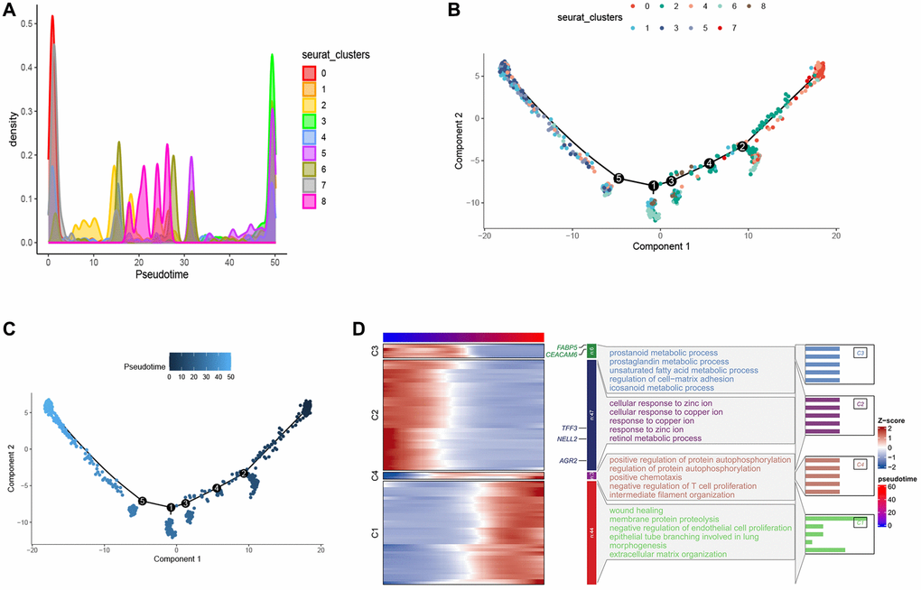 Pseudo-time series analysis of esophageal cancer cells. (A) Density map provides a visual representation of the distribution of tumor cell subtypes across a pseudo-time series. (B, C) Pseudo-time-ordered analysis of tumor cells. Tumor cell subtypes are labeled by colors. (D) Heatmap showing the dynamic changes in the expression of developmental genes over pseudo-time.