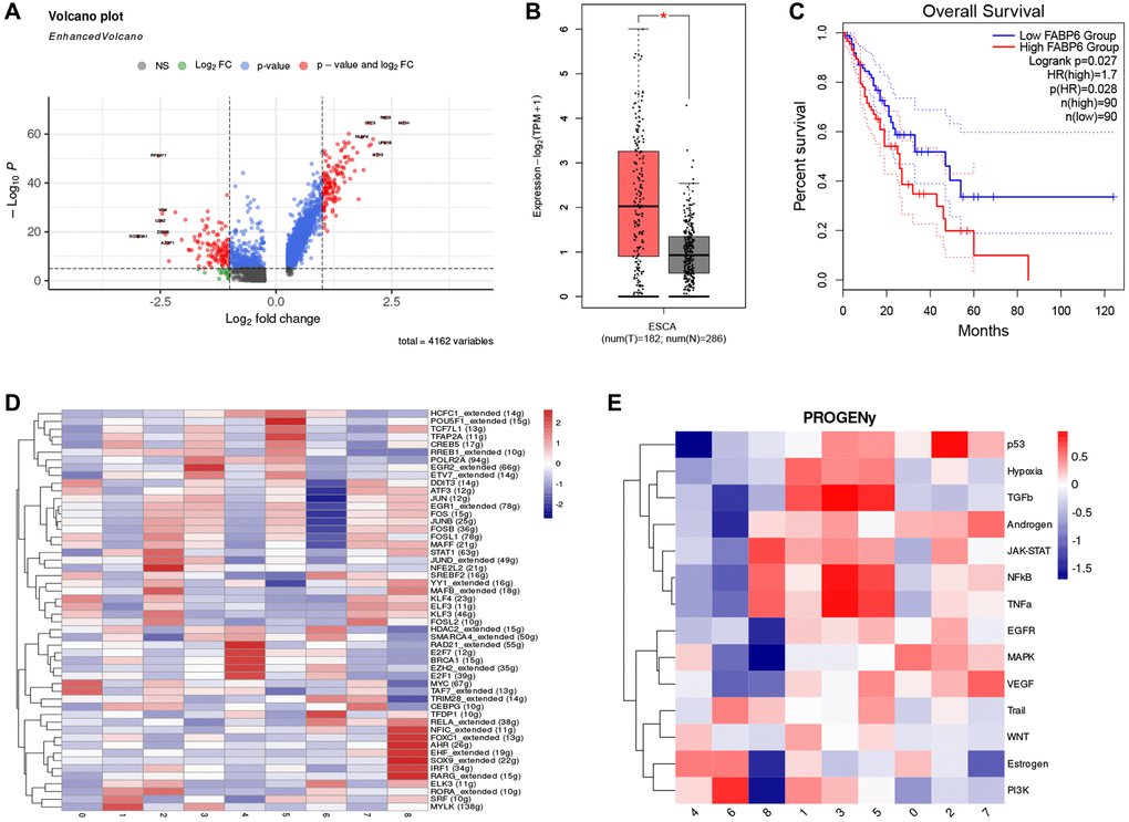 FABP6 plays an important role in esophageal cancer. (A) Volcano plot illustrates the differentially expressed genes between Cluster 0 and normal epithelial cells. (B) Boxplot displays the expression levels of FABP6 in esophageal cancer and normal esophageal tissues within the TCGA and GTEx database. (C) Survival analysis of FABP6 in the TCGA database. (D) Heatmap showing tumor cell transcription factor activity. (E) Heatmap showing the enrichment of 14 tumor-associated signaling pathways.