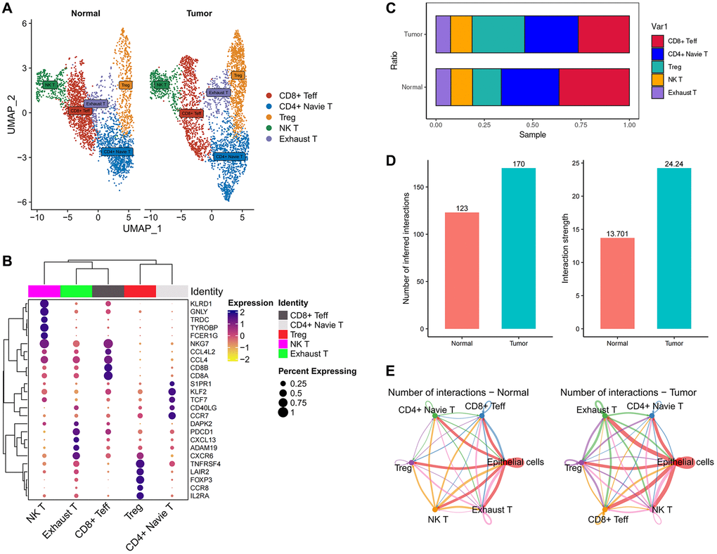 The immune landscape of T cells in esophageal cancer. (A) UMAP plot showing the subtypes of T cells. (B) Dotplot showing marker gene expression in indicated cell types. (C) Histograms indicating the proportion of T cells subtypes in tumor tissue and normal tissue. (D) Histograms indicating the cellular communication strength and quantity in tumor tissue and normal tissue. (E) Cell-Chat reveals possible cell-to-cell interactions.