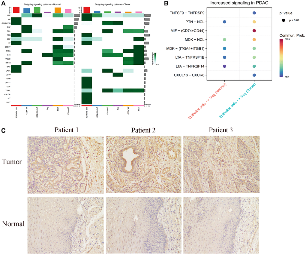 Cellular communication between FABBP6+ esophageal cancer cells and normal epithelium and T cells. (A) Heatmap showing the cellular communication signal output patterns. (B) Heatmap showing the ligand-receptor. (C) Immunohistochemistry staining statistics results for normal esophageal tissues and ESCA tissues. Scale bar: 50 μm. (*p **p ***p 