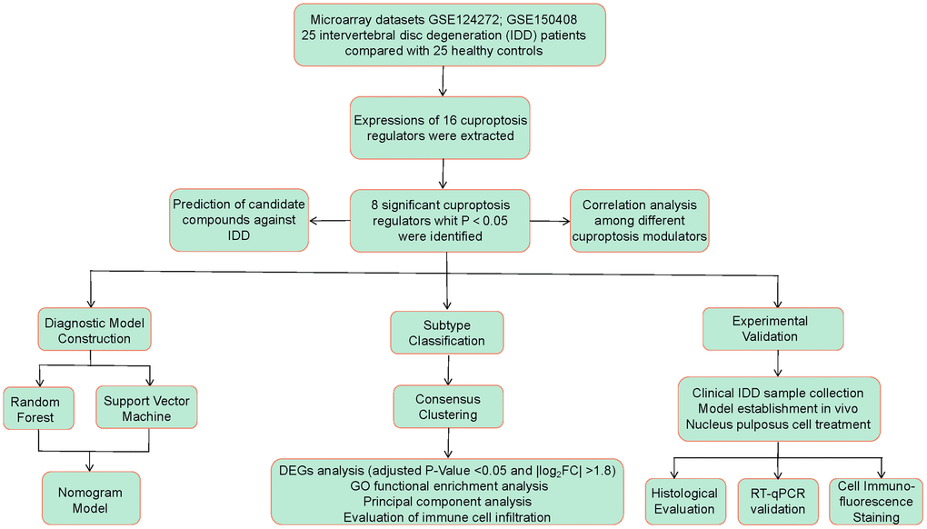 Flow chart of the study design.