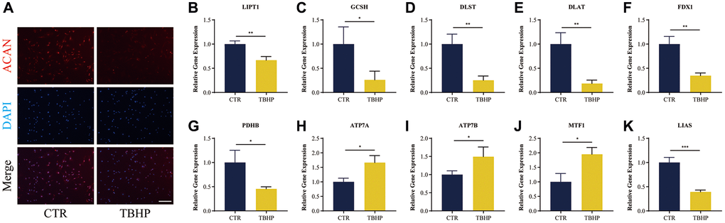 Immunofluorescence analysis and RT-qRCR validation in vitro. (A) Representative immunofluorescence images of ACAN in NP cells photographed by fluorescence microscopy; Scale bar = 100 μm. (B–K) Cuproptosis genes FDX1, LIAS, LIPT1, GCSH, DLST, DLAT, and PDHB exhibited significantly lower expression levels in IDD NP cell samples than controls, while ATP7A, ATP7B and MTF1 displayed the opposite results. All results were expressed as mean ± standard deviation. *p **p ***p 