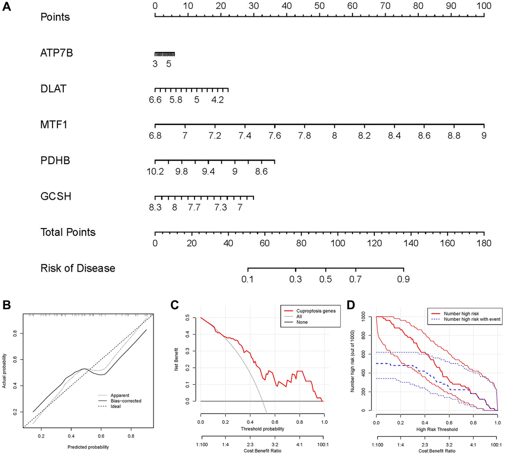 Establishment of the nomogram model. (A) The nomogram model was established on the basis of the 5 candidate cuproptosis modulators. (B) The calibration curve was utilized to evaluate the predictive accuracy of the nomogram model. (C) Decisions on the basis of this nomogram model may be beneficial to IDD patients. (D) The clinical impact curve was used to assess clinical impact of the nomogram model.