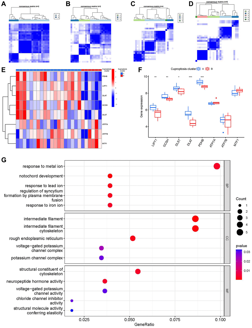 Consensus clustering of the 8 significant cuproptosis modulators in IDD. (A–D) Consensus matrices of the 8 significant cuproptosis modulators for k = 2–5. (E) Expression heat map of the 8 significant cuproptosis modulators in clusterA and clusterB. (F) Differential expression boxplot of the 8 significant cuproptosis modulators in clusterA and clusterB. (G) GO analysis that explores the potential mechanism underlying the effect of the 163 cuproptosis-related DEGs on the occurrence and development of IDD. *p **p ***p 