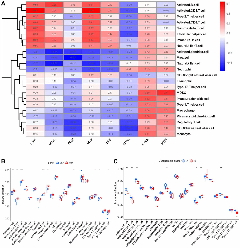 Single sample gene set enrichment analysis. (A) Correlation between immune cell infiltration and the 8 significant cuproptosis modulators. (B) Difference in the abundance of infiltrating immune cells between high and low LIPT1 protein expression groups. (C) Differential immune cell infiltration between clusterA and clusterB. *p **p ***p 