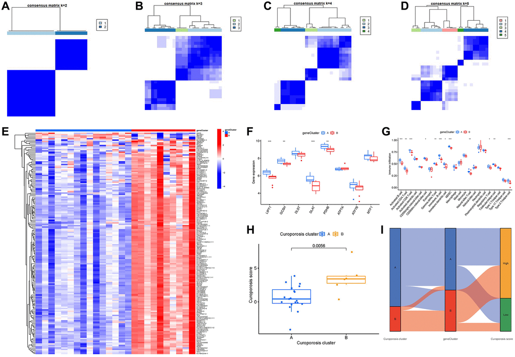 Consensus clustering of the 163 cuproptosis-associated DEGs in IDD. (A–D) Consensus matrices of the 163 cuproptosis-associated DEGs for k = 2–5. (E) Expression heat map of the 163 cuproptosis-associated DEGs in gene clusterA and gene clusterB. (F) Differential expression boxplot of the 8 significant cuproptosis modulators in gene clusterA and gene clusterB. (G) Differential immune cell infiltration between gene clusterA and gene clusterB. (H) Differences in cuproptosis score between clusterA and clusterB. (I) Sankey diagram showing the relationship between cuproptosis patterns, cuproptosis gene patterns, and cuproptosis scores. *p **p ***p 