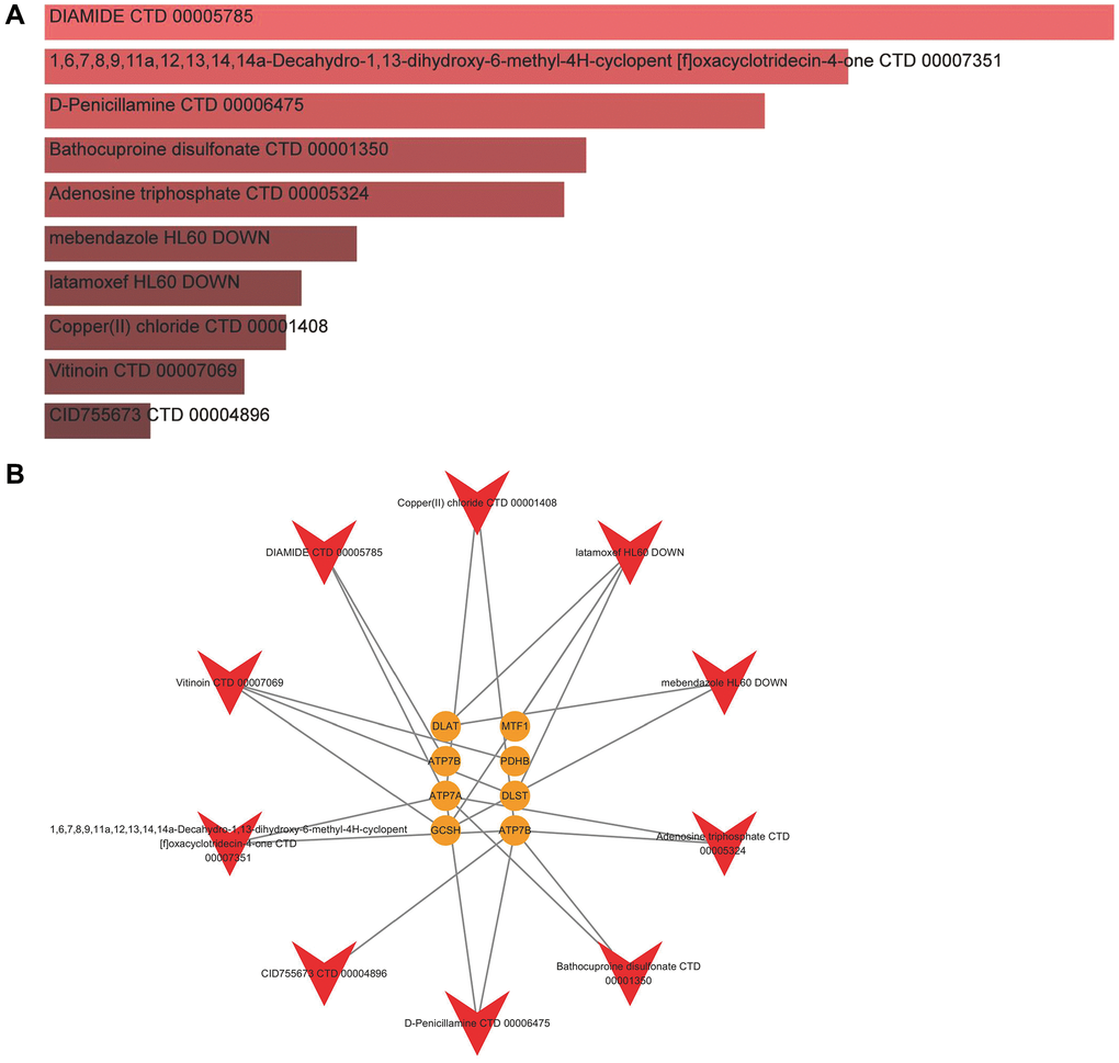 Identification of candidate compounds against IDD. (A) The top 10 effective compounds from the DSigDB database for 8 significant cuproptosis genes. (B) Compound-target network.