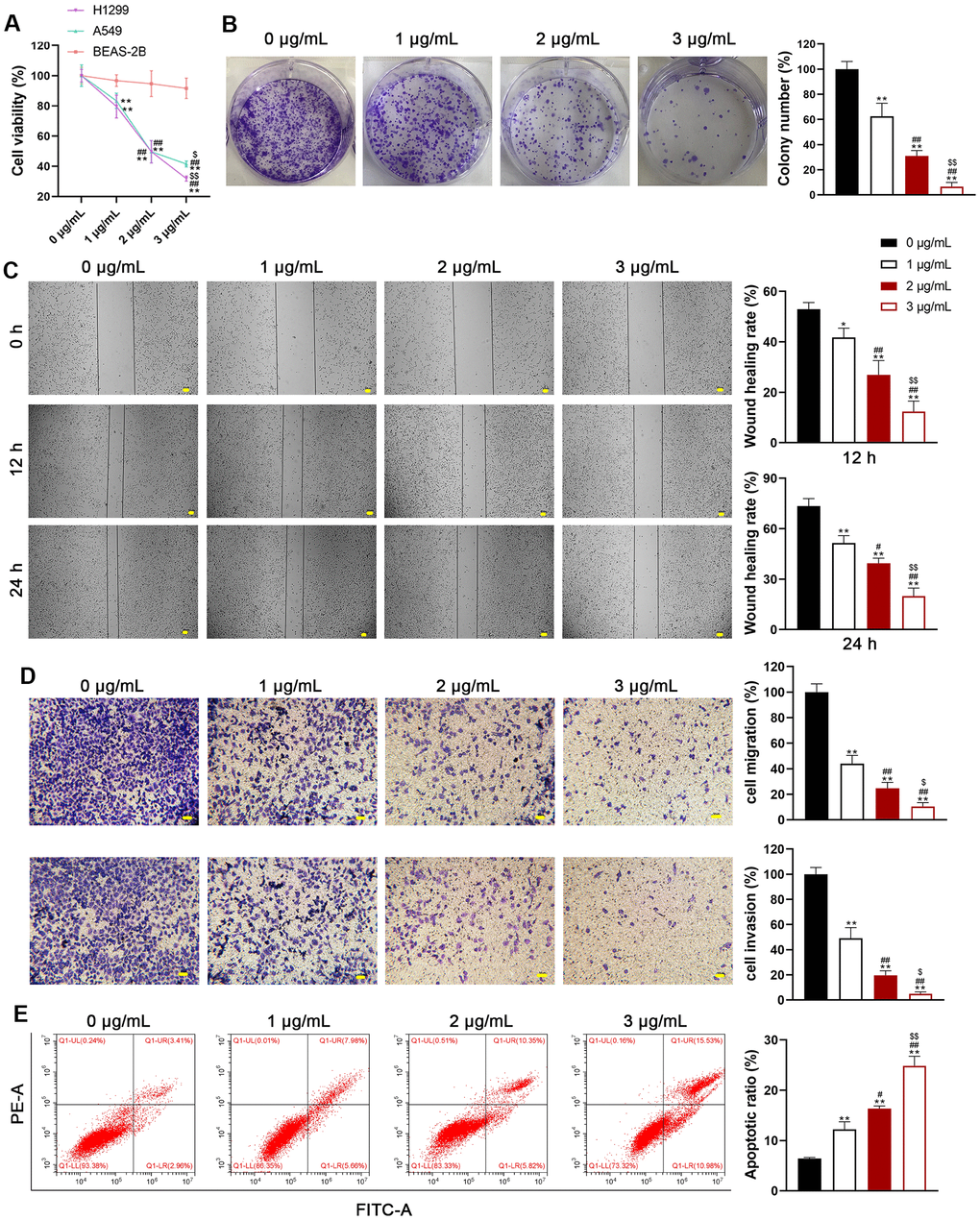 Usenamine A inhibits the proliferation, migration, and invasion of LUAD cells. (A) The viability of human LUAD cell lines (H1299 and A549) and normal lung epithelial cells (BEAS-2B) was measured using the CCK-8 assay. (B) H1299 cell proliferation was detected using the colony formation assay. (C) H1299 cell migration was measured using the wound-healing assay. Scale bar = 50 μm. (D) H1299 cell migration and invasion were determined using the transwell assay. Scale bar = 50 μm. (E) H1299 cell apoptosis was assessed by flow cytometry. *p p . 0 μg/mL usenamine A; #p p . 1 μg/mL usenamine A; $p p . 2 μg/mL usenamine A.