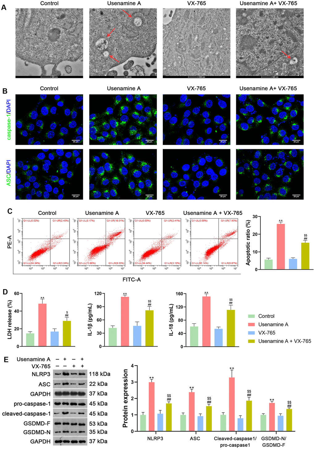 Usenamine A triggers NLRP3/caspase-1/GSDMD-mediated pyroptosis in LUAD cells (H1299), as determined by complementary validation. (A) Cell pyroptosis was observed using TEM. Scale bar = 500 nm. (B) Expression of caspase-1 and ASC was measured using immunofluorescence staining. Scale bar = 25 μm. (C) Cell apoptosis was detected by flow cytometry. (D) LDH, IL-1β, and IL-18 levels in cells were measured using commercial ELISA kits. (E) Relative protein expression of NLRP3/caspase-1/GSDMD pathway-related proteins was measured using western blotting. **p . Control; ##p . usenamine A (2 μg/mL); $p p . VX-765 (20 μM). GSDMD, gasdermin D; LUAD, lung adenocarcinoma; NLRP3, NOD-like receptor pyrin 3.