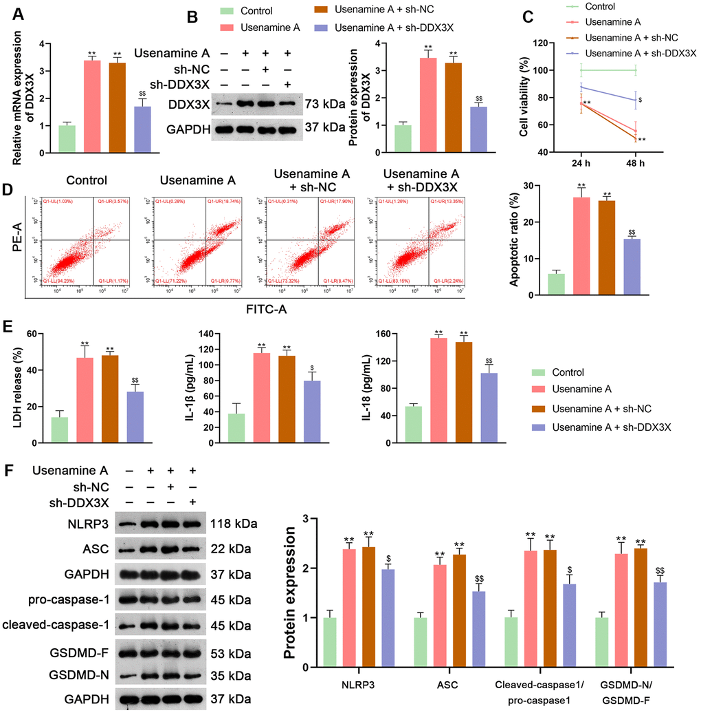 Usenamine A promotes LUAD cell pyroptosis by upregulating DDX3X. (A, B) Relative mRNA and protein expression of DDX3X were measured by RT-qPCR and western blotting, respectively. (C) H1299 cell viability was determined using the CCK-8 assay. (D) H1299 cell apoptosis was measured using flow cytometry. (E) LDH, IL-1β, and IL-18 levels in cells were measured using commercial ELISA kits. (F) Relative protein expression of NLRP3/caspase-1/GSDMD pathway-related proteins was measured using western blotting. *p p . Control; $p p . usenamine A (2 μg/mL) + sh-NC. DDX3X, DEAD-Box helicase 3 X-Linked; GSDMD, gasdermin D; LUAD, lung adenocarcinoma; NLRP3, NOD-like receptor pyrin 3; RT-qPCR, reverse transcription-quantitative PCR.