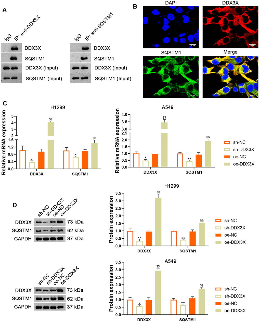 DDX3X interacts with SQSTM1 in LUAD cells. (A) The interaction between DDX3X and SQSTM1 was identified by co-immunoprecipitation. (B) Immunofluorescence detected the subcellular co-location of DDX3X and SQSTM1. Scale bar = 25 μm. (C, D) Relative mRNA and protein expression of DDX3X and SQSTM1 in H1299 and A549 cells were measured by RT-qPCR and western blotting, respectively. *p p . sh-NC; $$p . oe-NC. DDX3X, DEAD-Box helicase 3 X-Linked; SQSTMI1, sequestosome 1; LUAD, lung adenocarcinoma; RT-qPCR, reverse transcription-quantitative PCR.