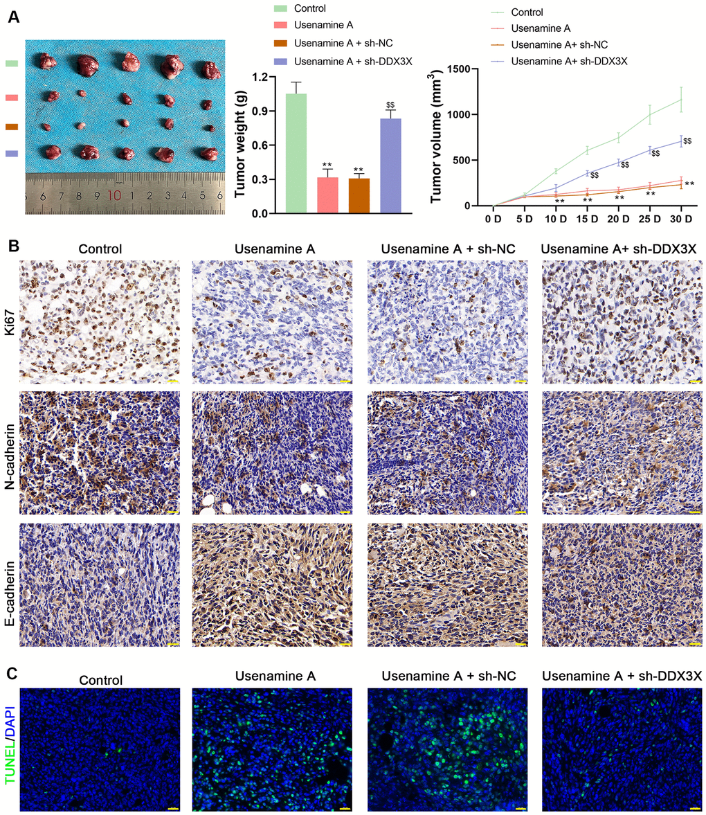 Usenamine A inhibits LUAD tumor growth by regulating DDX3X. promotes NLRP3/caspase-1/GSDMD-mediated pyroptosis by upregulating the DDX3X/SQSTM1 axis in vivo. (A) Tumor weight and volume. **p . control; $$p . usenamine A + sh-DDX3X. (B) Protein expression of Ki67, N-cadherin, and E-cadherin in tumor tissues was measured by immunohistochemical staining. Scale bar = 20 μm. (C) Apoptosis in tissues was detected by TUNEL staining. Scale bar = 20 μm. LUAD, lung adenocarcinoma; DDX3X, DEAD-Box helicase 3 X-Linked.