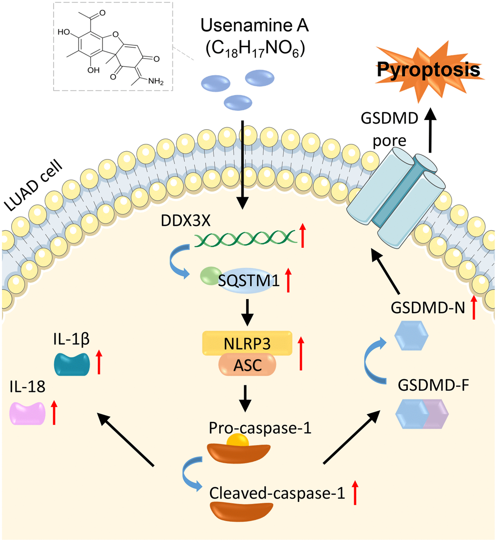 Mechanisms of usenamine A inducing pyroptosis in LUAD by targeting the DDX3X/SQSTM1 axis and activating the NLRP3/caspase-1/GSDMD pathway.