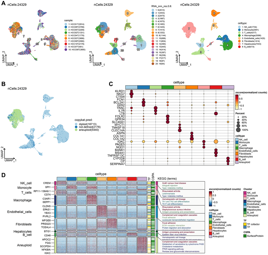 Single-cell RNA clustering. (A) UMAP plot of the distribution of 10 samples, UMAP plot of the distribution of 20 subpopulations, and UMAP plots of the subpopulations after cell annotation. (B) After CNV comment, the proportion and cell number of the subpopulation in each sample, and the UMAP map of malignant cells. (C) Dot plots of the expression of the first 5 marker genes of the subpopulations after CNV annotation. (D) The differential gene enrichment analysis of each subpopulation of cells.