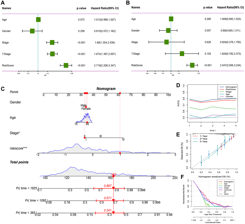 RiskScore combined with clinicopathological features further improves the prognostic model and survival prediction. (A) Univariate Cox analysis of RiskScore and clinical characteristics. (B) Multivariate Cox analysis of RiskScore and clinical characteristics. (C) Nomogram model. (D) Calibration curve of nomogram at 1, 3 and 5 years. (E) Decision curve of nomogram. (F) AUC line chart, the horizontal axis is the time unit year, and the vertical axis is the model AUC value.