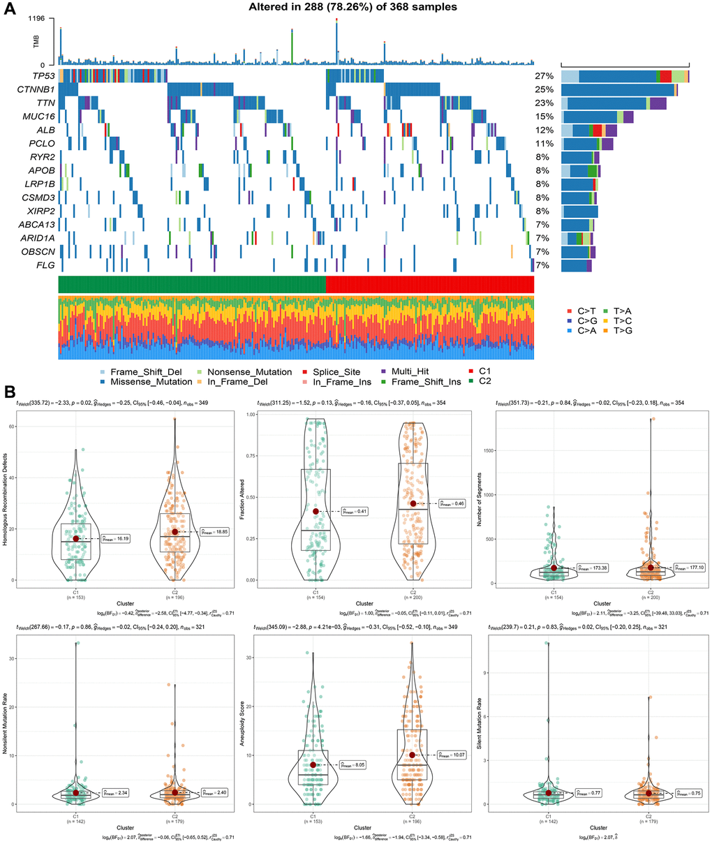 Genomic alterations in molecular subtypes of the TCGA cohort. (A) Somatic mutation analysis of different molecular subtypes in the TCGA cohort. (B) Comparison of “Homologous Recombination Defects”, “Fraction Altered”, “Number of Segments” “in different molecular subtypes of the TCGA cohort”. “Nonsilent Mutation Rate”, “Aneuploidy Score”, “difference in Silent Mutation Rate”.