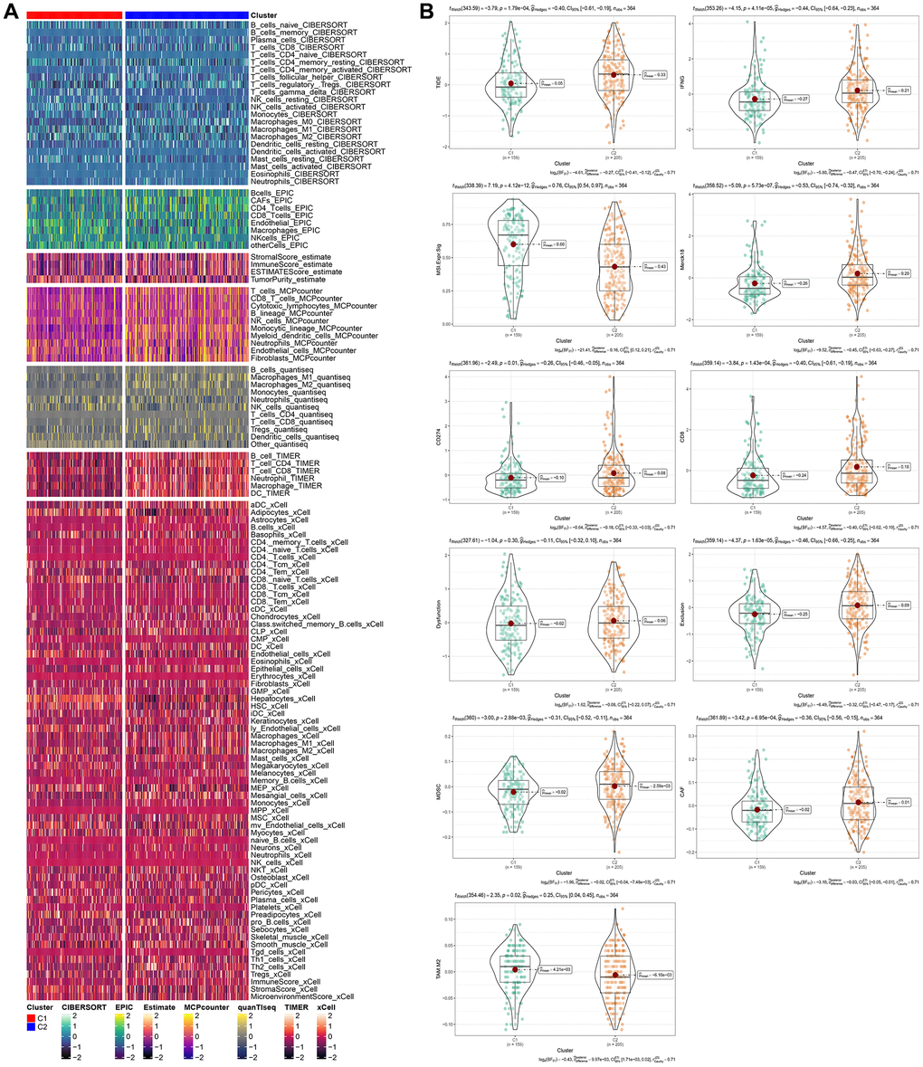 Immunological characteristics of molecular subtypes and differences in immunotherapy/chemotherapy. (A) The difference of 28 immune cell scores between different molecular subtypes in the TCGA cohort. (B) The difference of ESTIMATE immune infiltration between different molecular subtypes in the TCGA cohort. The immune checkpoint of differential expression between different subgroups in the TCGA cohort. Difference of TIDE analysis results between different groups in TCGA queue.