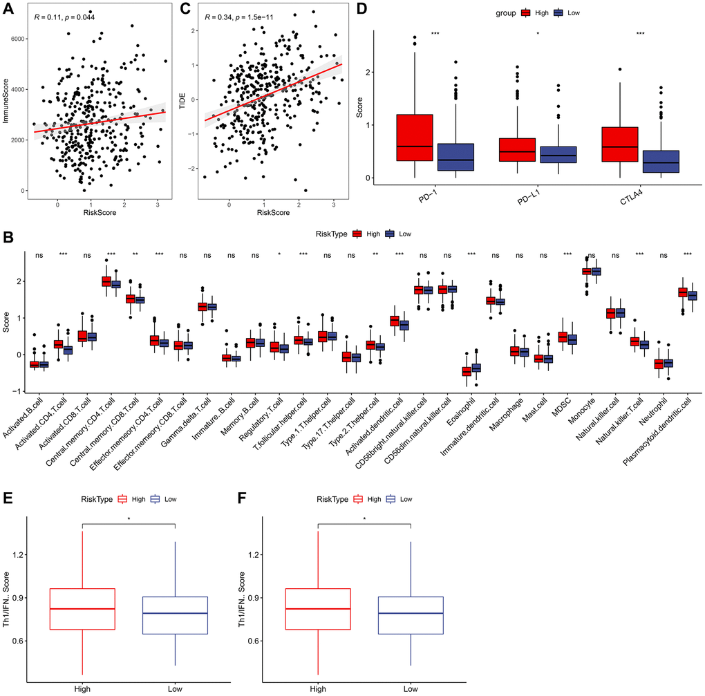 Relationship between RiskScore and immunity. (A) Correlation analysis of RiskScore and immune score. (B) Comparison of 28 immune cell scores in high and low risk groups. (C) Correlation analysis of RiskScore for TIDE. (D) Comparison of immune checkpoint expression in high and low risk groups. (E) Comparison of tumor reactivity scores in high and low risk groups. (F) Th1/IFNγ score comparison between high and low risk group.