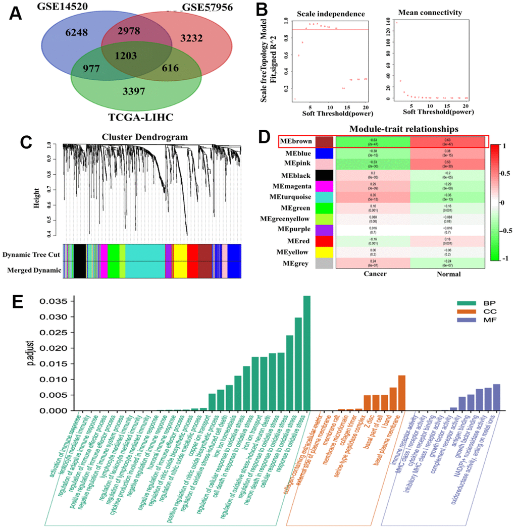 WGCNA of DMGs and DEGs in HCC. (A) Identification of overlapping genes between DMGs and DEGs. (B) Analysis of the scale-free fit index for different soft threshold powers (β). (C) Clustering dendrogram revealing the presence of 12 modules. (D) Correlation matrix showing the relationships between these modules in normal and cancer tissues: red indicates positive correlations, while green represents negative correlations. (E) GO enrichment analysis of 175 genes associated with oxidative stress and immunity.