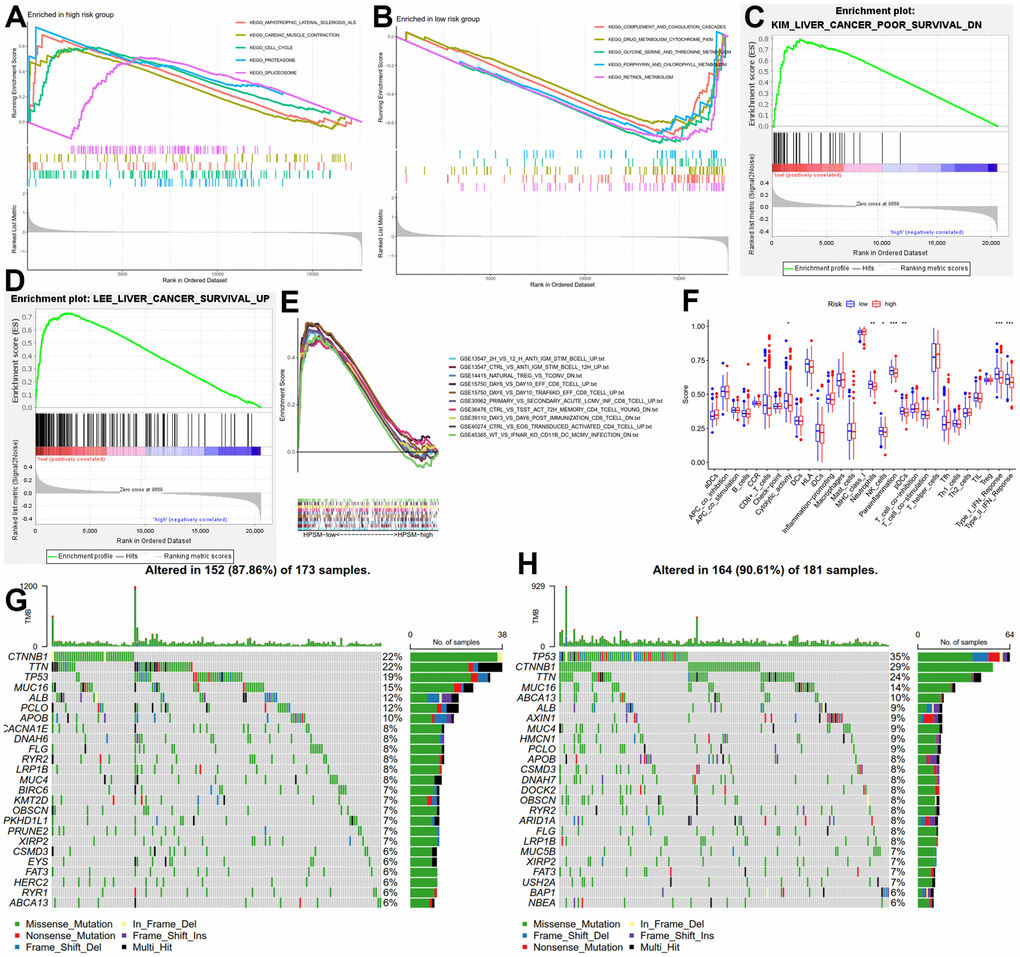 Molecular and immune function analysis among HPSM groups. (A) Enriched gene sets among the HPSM-high group. (B) Enriched gene sets among the HPSM-low group. (C, D) GSEA of HPSM subgroups in survival-related gene sets. (E) GSEA enrichment analysis of HPSM subgroups in immune-related gene sets. (F) Scores of 29 tumor-infiltrating immune cell subsets and immune-related functions. (G) TMB analysis in HPSM-low groups. (H) TMB analysis in HPSM-high groups.