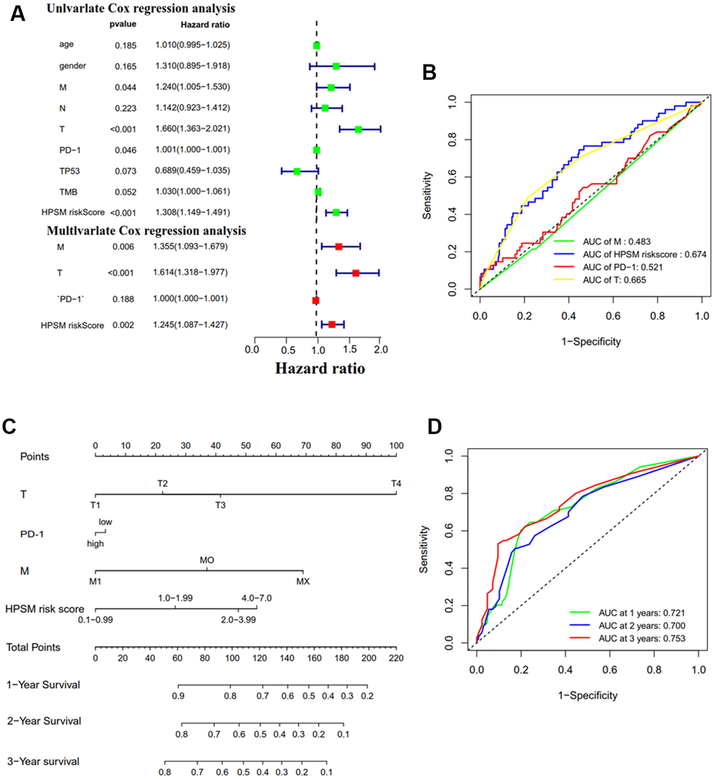 Prognostic analysis of HPSM and nomogram development. (A) Univariate and multivariate Cox regression analyses of HPSM risk score as well as prognostic parameters. (B) ROC curves of HPSM risk score and prognostic parameters. (C) Prognostic nomogram predicting 1-, 2-, and 3-year OS of HCC individuals. (D) ROC curves of the prognostic nomogram.
