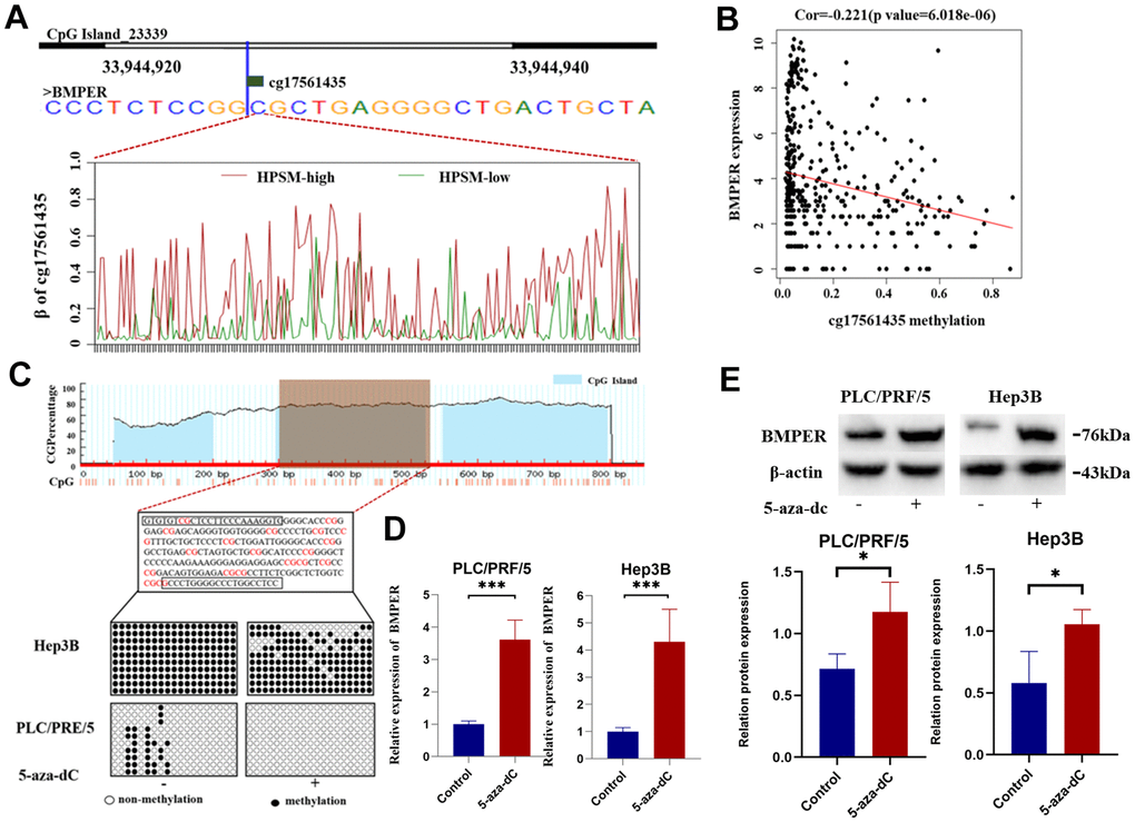 Regulation of BMPER expression by promoter methylation. (A) Methylation level of cg17561435 in different HPSM subgroups. (B) Negative correlation between BMPER mRNA expression and cg17561453 methylation levels. (C) Prediction of CpG islands in the BMPER promoter using the MethPrimer website, and detection of BMPER promoter methylation status using bisulfite sequencing PCR (BSP). (D) Quantification of BMPER mRNA expression levels after 5-aza-dC treatment using qPCR (***p E) Detection of BMPER protein expression levels after 5-aza-dC treatment using western blotting.