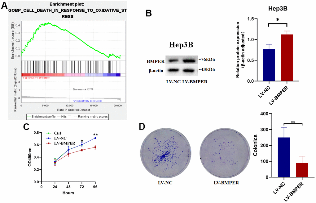 Inhibition of HCC cell proliferation by BMPER overexpression. (A) GO biological process pathway enrichment analysis using GSEA. (B) Confirmation of BMPER overexpression in Hep3B cell line using western blotting. (C) Effects of BMPER overexpression on cell proliferation assessed by MTT assays. (D) Clonal formation assays comparing the LV-NC and LV-BMPER groups.