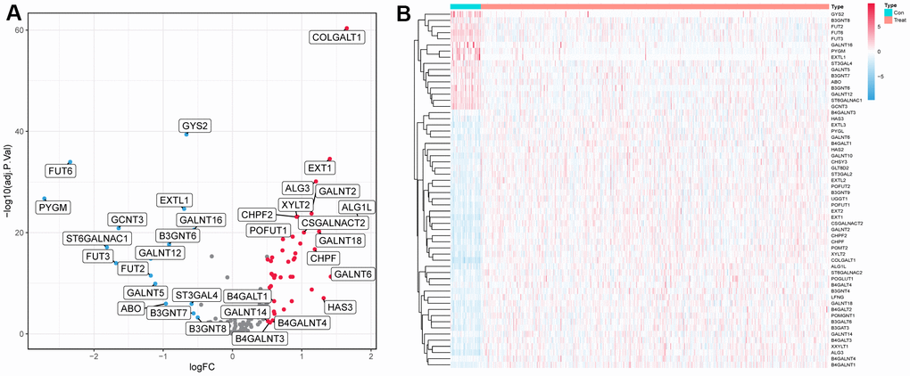 Differentially expressed glycosyltransferase-related genes. (A) Volcano map of differential genes, the red nodes represent upregulated genes while the blue nodes represent downregulated genes. (B) Heatmaps showing differentially expressed genes in the TCGA dataset. The color indicates the level of expression of the gene (red represents upregulation, blue represents downregulation).