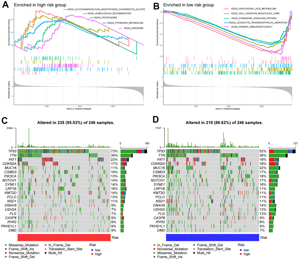 Molecular characteristics of high- and low-risk groups. (A) Gene sets enriched in the high-risk group. (B) Gene sets enriched in the low-risk group. The mutation profile of the top 20 mutation genes in high-risk patients (C) and low-risk patients (D).