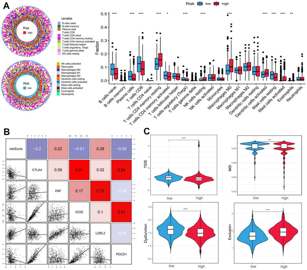 Correlation of tumor microenvironment (TME) landscape and ICI therapy with risk score. (A) The proportions of TME cells in high- and low-risk groups. Significant statistical differences between the two subgroups were assessed using the Wilcoxon test. (B) Linear regression among immune checkpoints (CTLA4, FAP, ICOS, LOXL2, and PDCD1) and risk scores, and the numbers placed on the right of the plot represent coefficients. (C) TIDE, MSI, and T cell exclusion and dysfunction score in two groups. (*p 