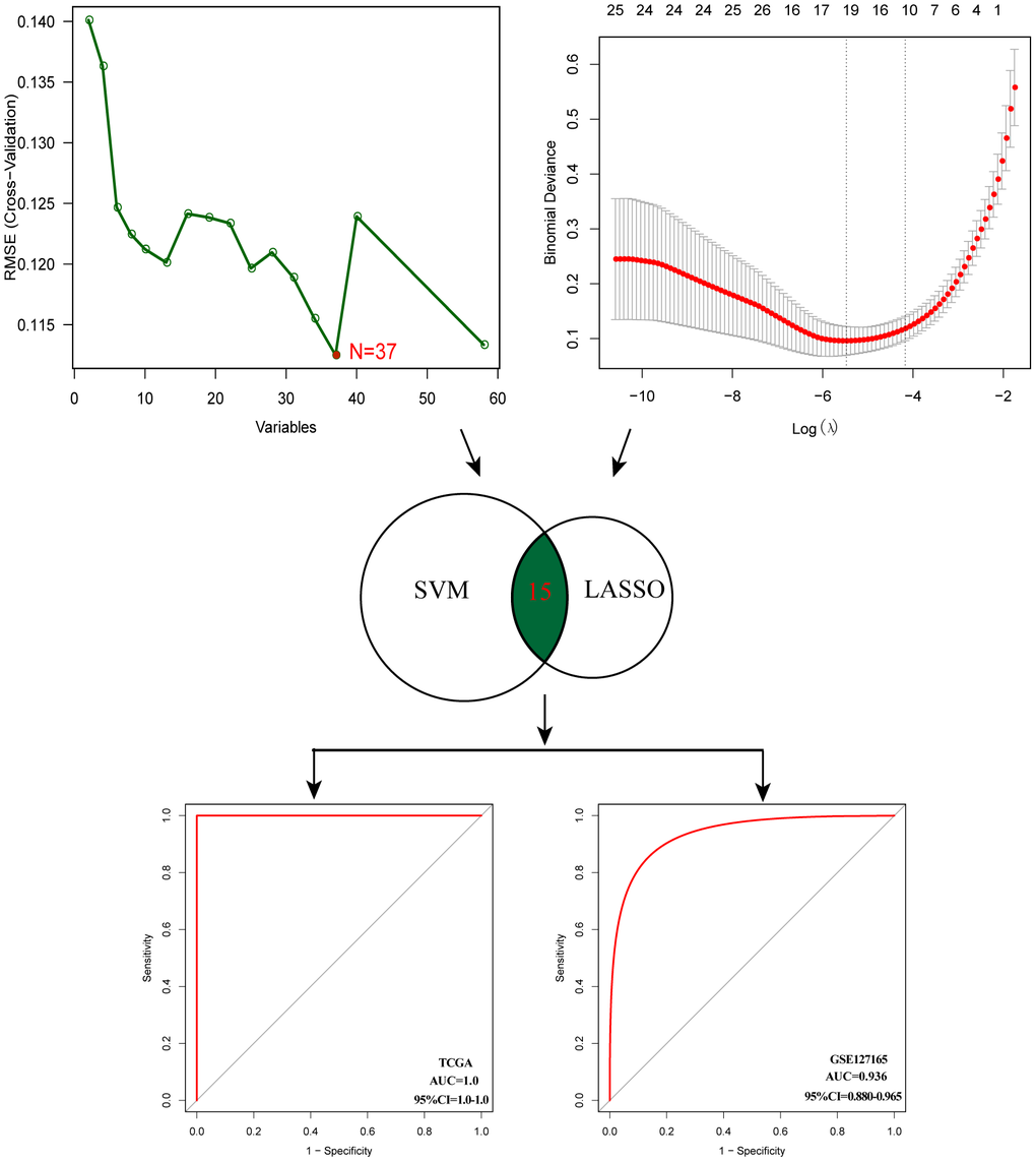 Establishment of multigene diagnostic signature. A total of 15 genes have been selected through SVM and LASSO analysis, and the AUC of the ROC curve is 0.997 (TCGA) and 0.978 (GSE127165).