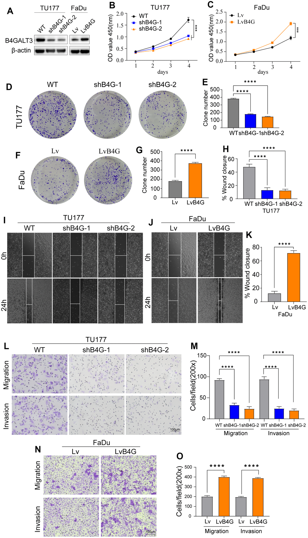 B4GALT3 promotes the proliferation and migration of HNSCC cells. (A) The expression of B4GALT3 has been assessed by western blotting. (B, C) CCK-8 assay has been performed to evaluate the growth rates of the indicated cells. The proliferative and migratory abilities of the indicated cells have been measured by colony formation (D–G) and wound healing assays (H–K), respectively. (L–O) Cell migration and invasion abilities of the indicated cells have been measured using Transwell assays.