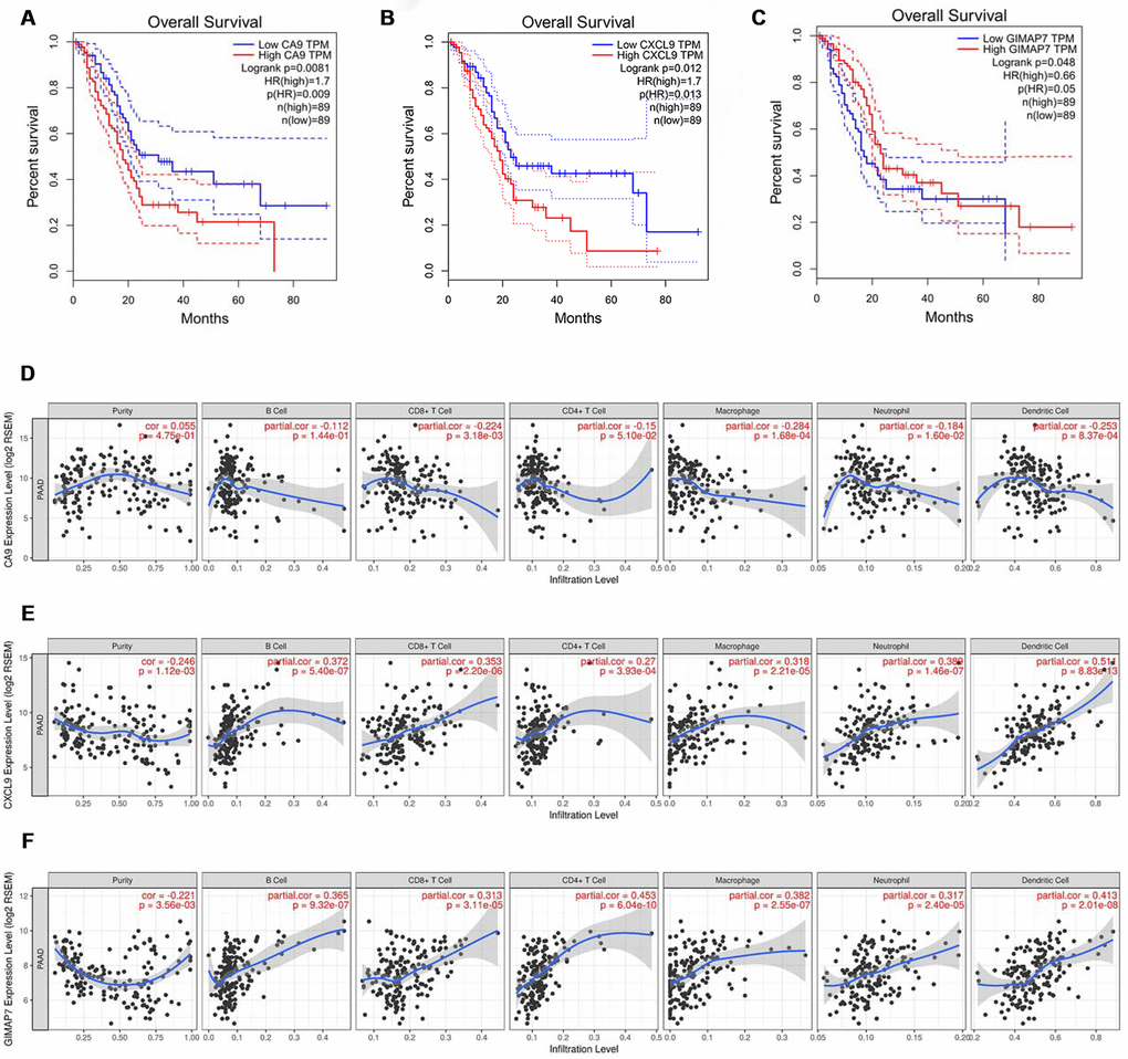 CA9, CXCL9, and GIMAP7 regulate the immune infiltration of tumour microenvironment in PAAD. (A–C) The overall survival rate of the patients with PAAD were computed with the GEPIA web tool. (D–F) The Timer web tool was used to determine the association between the expression levels of CA9 (D), CXCL9 (E) and GIMAP7 (F) with the infiltration level of immune cells in PAAD samples.