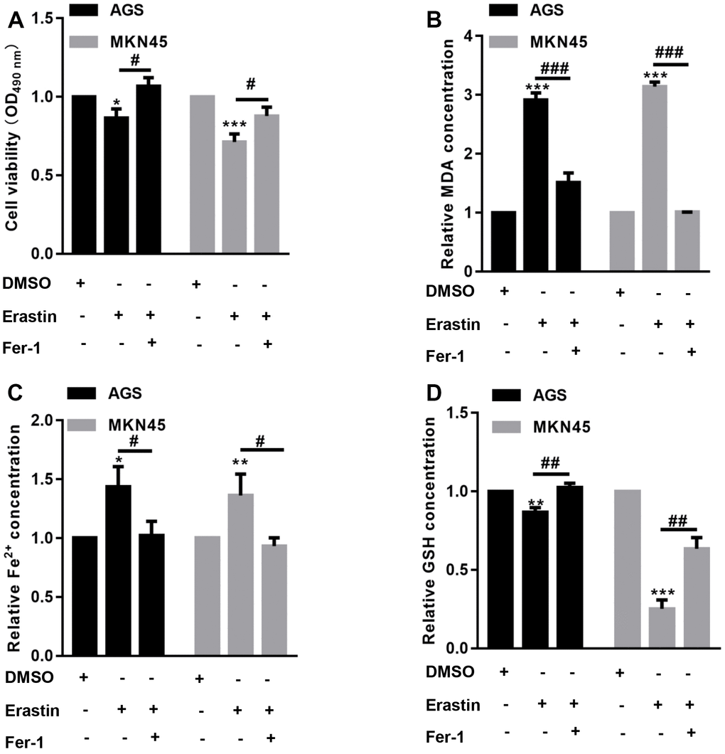 EBV-infected AGS and MKN45 cells are sensitive to erastin-induced ferroptosis. EBV-infected AGS and MKN45 cells were preincubated with 1 μM Fer-1 for 1 h and then treated with or without 10 μM erastin for 24 h. (A) CCK-8 assay demonstrated that erastin reduced EBV-infected AGS and MKN45 cell viability, but Fer-1 partially abolished these effects. The erastin-induced upregulation of MDA (B) and Fe2+ (C) levels was reversed by Fer-1 pretreatment in both EBV-infected AGS and MKN45 cells. (D) Erastin decreased intracellular GSH levels, but Fer-1 elevated GSH levels in EBV-infected AGS and MKN45 cells. *p**p***p#p##p###p
