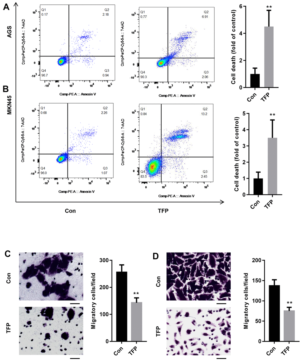 TFP induced cell death and suppressed cell migration in EBV-infected AGS and MKN45 cells. EBV-infected AGS and MKN45 cells were treated with 40 μg/mL and 20 μg/mL TFP for 24 h. Flow cytometry showed that TFP significantly elevated cell death in EBV-transfected AGS (A) and MKN45 (B) cells. Transwell assays demonstrated that TFP suppressed EBV-transfected AGS (C) and MKN45 (D) cell migration. **p